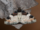 Píďalka hnědoskvrnná - Catarhoe cuculata