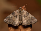 Můřice obecná - Tethea or