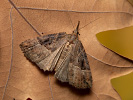 Zobonosec chmelový - Hypena rostralis