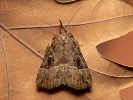 Zobonosec chmelový - Hypena rostralis