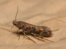 Rüben-Palpenmotte - Scrobipalpa ocellatella