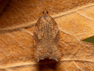 Obaleč - Acleris rhombana