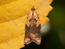 Obaleč - Acleris rhombana