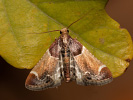 Zavíječ domácí - Pyralis farinalis