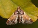 Zavíječ domácí - Pyralis farinalis