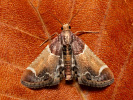 Zavíječ domácí - Pyralis farinalis