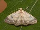 Žlutokřídlec čtverotečný - Idaea biselata