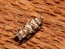 Obaleč smrkový - Epinotia tedella