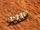 Obaleč smrkový - Epinotia tedella