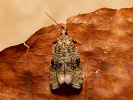 Obaleč jahodníkový - Syricoris lacunana