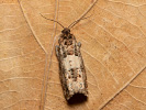Obaleč - Epiblema scutulana