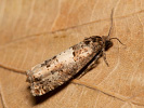 Obaleč - Epiblema scutulana