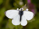 Rapsweißling - Pieris napi