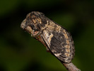 Hřbetozubec topolový - Notodonta tritophus