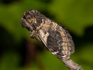 Hřbetozubec topolový - Notodonta tritophus