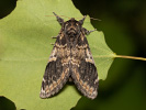 Hřbetozubec topolový - Notodonta tritophus