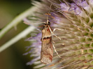 Zavíječ - Acrobasis tumidana