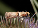 Zavíječ - Acrobasis tumidana