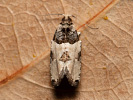 Obaleč - Gibberifera simplana