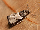 Obaleč - Gibberifera simplana