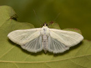Zavíječ zelenavý - Sitochroa palealis