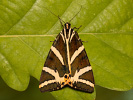  - Euplagia quadripunctaria