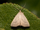 Sumpfgras-Spannereule - Macrochilo cribrumalis