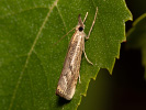 Travařík - Agriphila geniculea