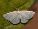 Světlokřídlec osikový