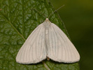 Bělokřídlec luční - Siona lineata