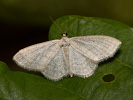 Žlutokřídlec bledý - Idaea subsericeata