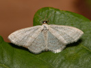Žlutokřídlec bledý - Idaea subsericeata