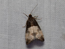Obaleč trojtečný - Notocelia cynosbatella
