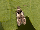  - Teleiodes luculella