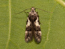  - Teleiodes luculella