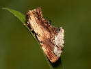 Hřbetozubec břekový - Ptilodon cucullina