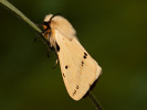  - Spilosoma lutea