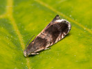Obaleč - Strophedra nitidana
