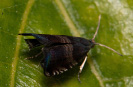 Obaleč - Strophedra nitidana