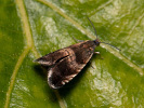 Obaleč - Strophedra nitidana