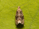 Obaleč jahodníkový - Syricoris lacunana