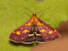 Zavíječ purpurový - Pyrausta purpuralis
