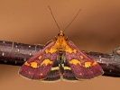 Zavíječ purpurový - Pyrausta purpuralis