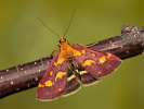 Zavíječ purpurový - Pyrausta purpuralis