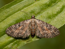 Píďalička vratičová - Eupithecia icterata