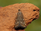 Zavíječ řepný - Loxostege sticticalis