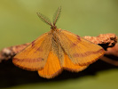 Rudopásník šťovíkový - Lythria purpuraria