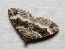 Píďalka obecná - Epirrhoe alternata