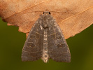 Pappel-Blatteule - Ipimorpha subtusa