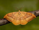 Srpokřídlec bukový - Watsonalla cultraria